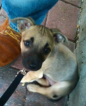 Miloh the Chipit puppy sitting on a brick walkway against a concrete wall next to a boot and jeans and looking at the camera holder